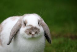 Photo Cute bunny